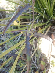 Funastrum