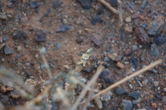 Salsola acanthoclada