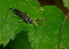 Coelichneumon eximius