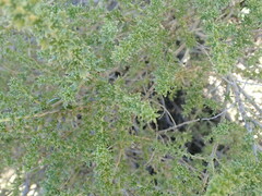 Baccharis pteronioides