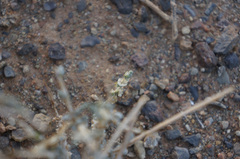 Salsola acanthoclada