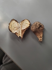 Lycoperdon nigrescens