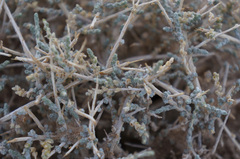 Salsola acanthoclada