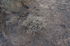 Salsola acanthoclada