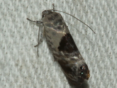 Eupselia carpocapsella