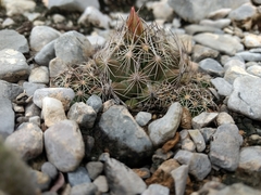 Coryphantha neglecta