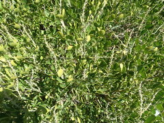 Dermatophyllum secundiflorum