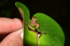 Pleurothallis