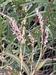 Persicaria glabra