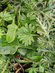 Alchemilla arvensis