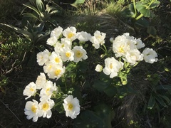 Ranunculus lyallii