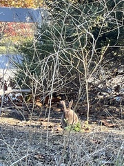 Oryctolagus cuniculus domesticus