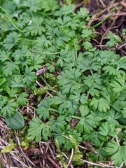 Alchemilla arvensis