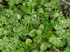 Alchemilla arvensis