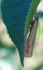 Crambus saltuellus