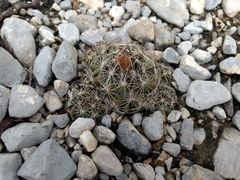 Coryphantha neglecta
