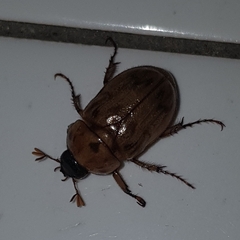 Cyclocephala signaticollis