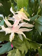 Schlumbergera