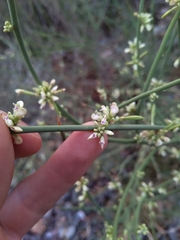 Hualania colletioides