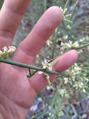Hualania colletioides