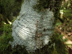 Pertusaria sorodes