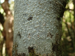 Pertusaria sorodes