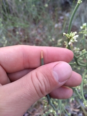 Hualania colletioides