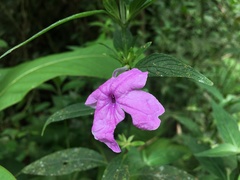 Ruellia jussieuoides