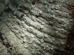 Pertusaria sorodes
