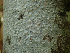 Pertusaria sorodes