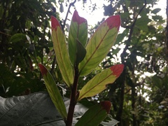 Columnea