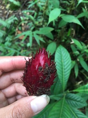 Langsdorffia hypogaea