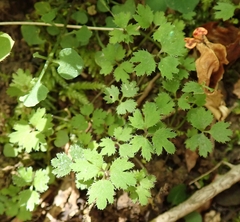 Azorella hookeri