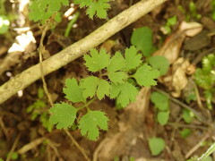 Azorella hookeri