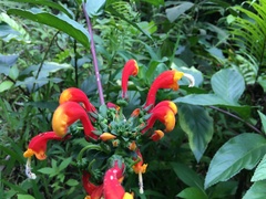 Centropogon granulosus