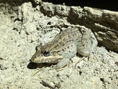 Leptodactylus macrosternum