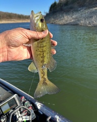 Micropterus punctulatus