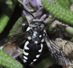 Thyreus histrionicus