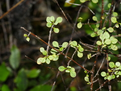 Coprosma tenuicaulis