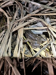 Occidozyga martensii