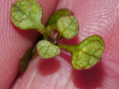 Coprosma tenuicaulis