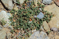 Trifolium breweri