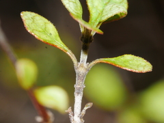 Coprosma tenuicaulis