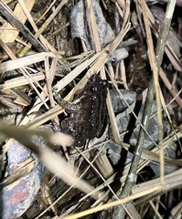 Occidozyga martensii