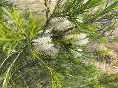 Melaleuca armillaris