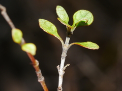 Coprosma tenuicaulis