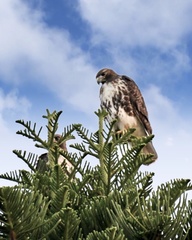Buteo jamaicensis