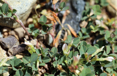 Trifolium breweri