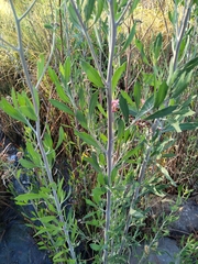 Tessaria absinthioides