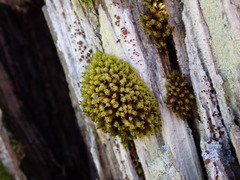 Plenogemma phyllantha